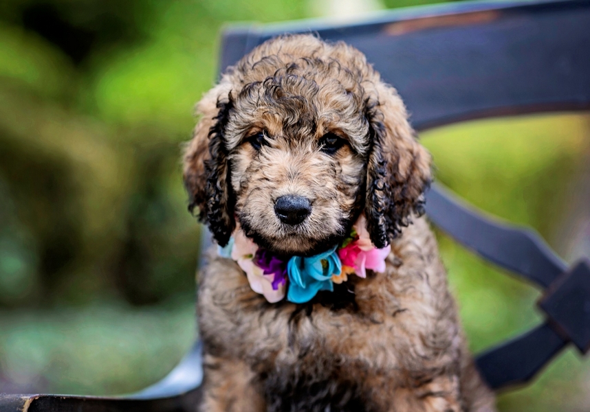 Early Neurological Stimulation to Goldendoodle puppies