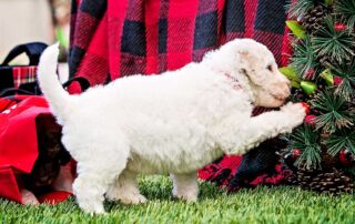 Fun activities for new Goldendoodle puppy
