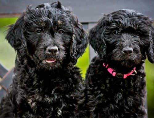 How to Potty Train a Goldendoodle Puppy?