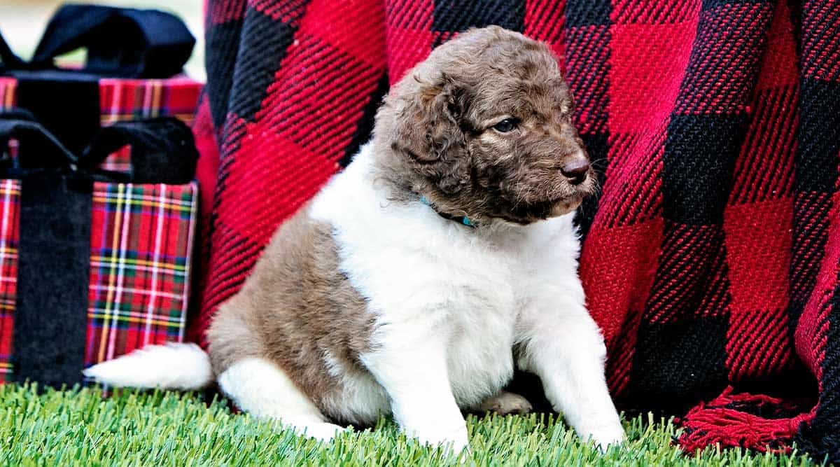 Bringing Home a Goldendoodle Puppy - The Essential Shopping List