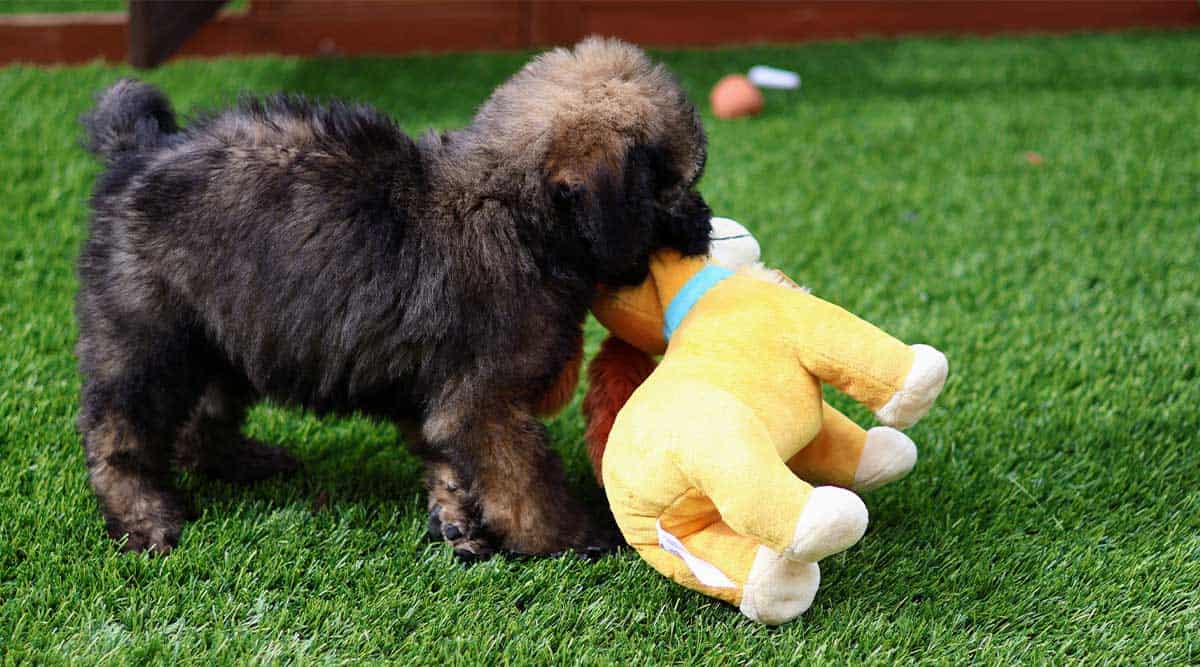Mini goldendoodle with straight hair shop
