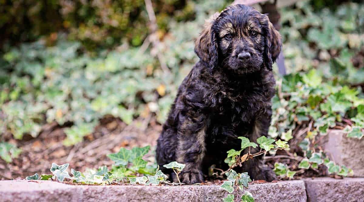 Goldendoodle Size Full Grown: How Big Do Goldendoodles Get