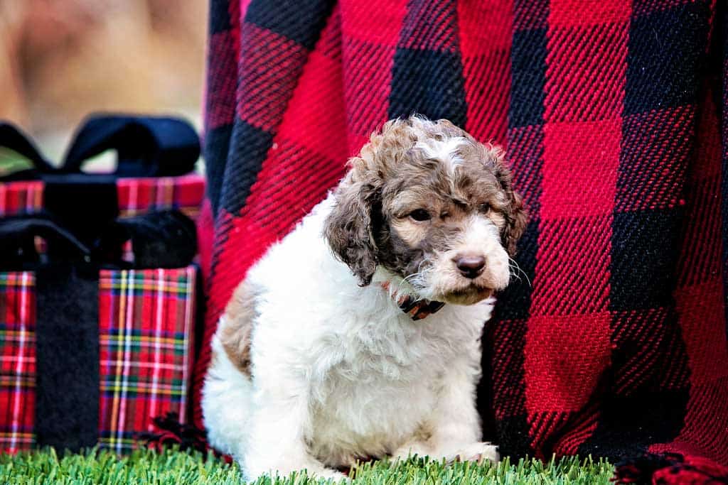 Goldendoodle Full Grown Teacup Size