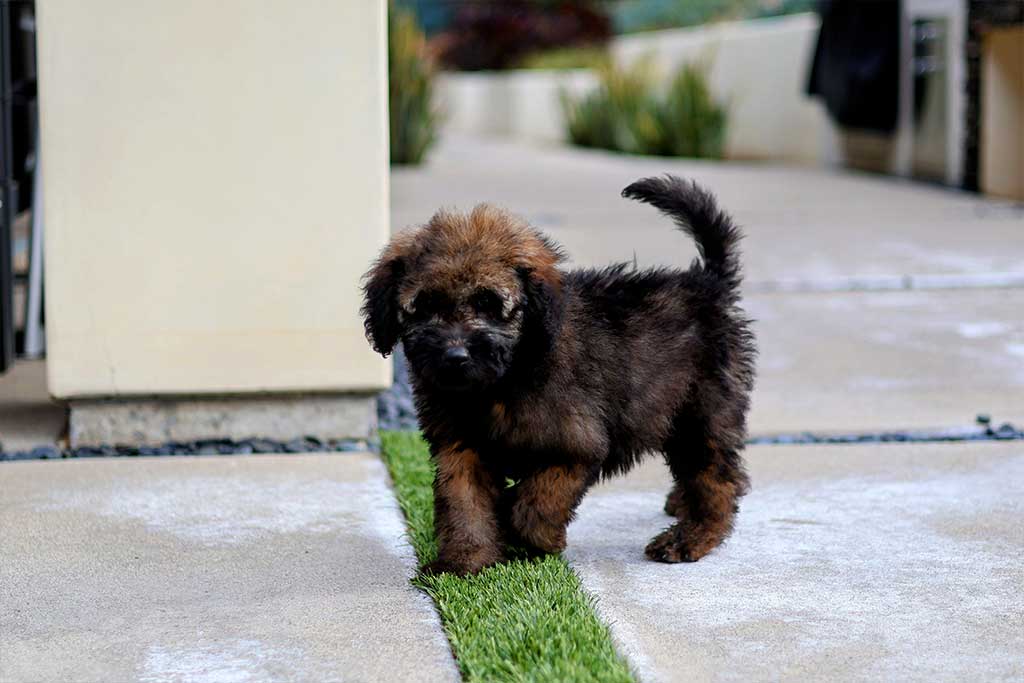 Is there a higher possibility of having an allergic reaction to a Goldendoodle that has a smooth coat?
