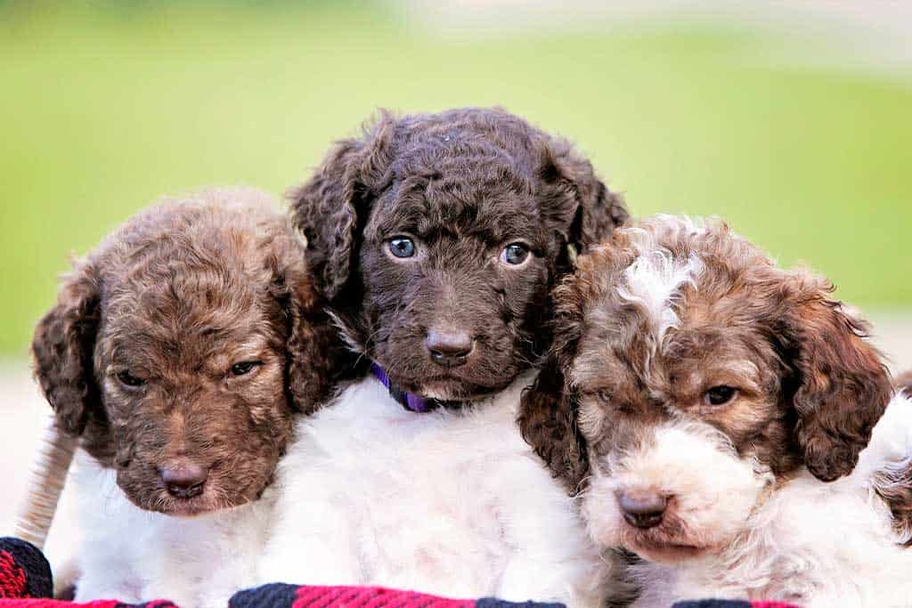 Medium Goldendoodle Size Full Grown