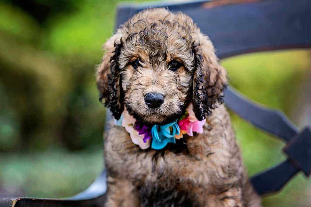 Apricot Goldendoodles May Change Their Color Over Time 