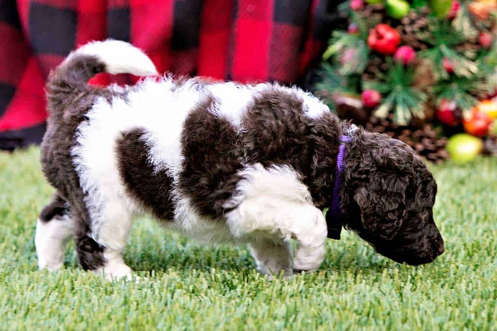 Black and white Goldendoodle