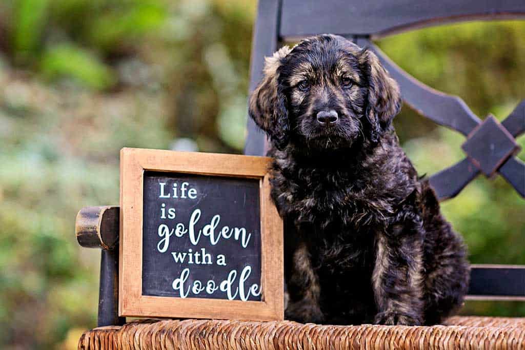 Phantom Goldendoodle