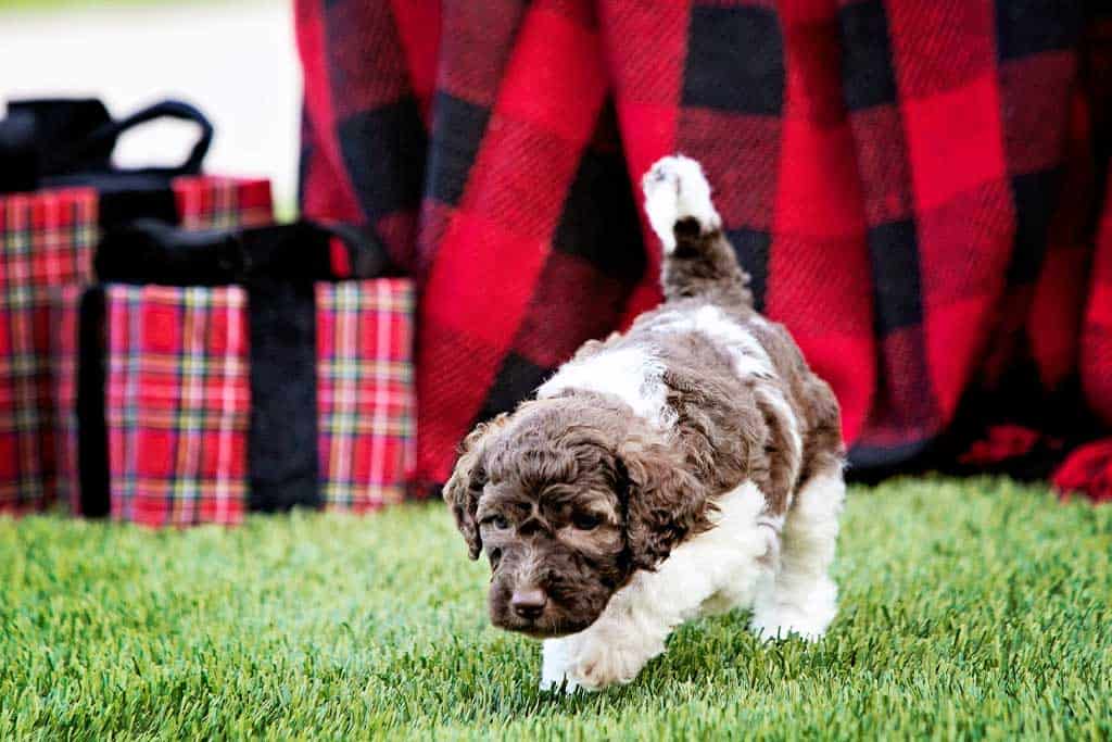 Tri-colored Goldendoodle