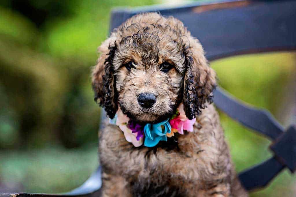 15 Facts About Goldendoodle Straight Hair You Should Know