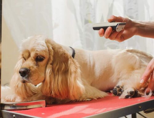 Do Goldendoodles Have Hair or Fur?