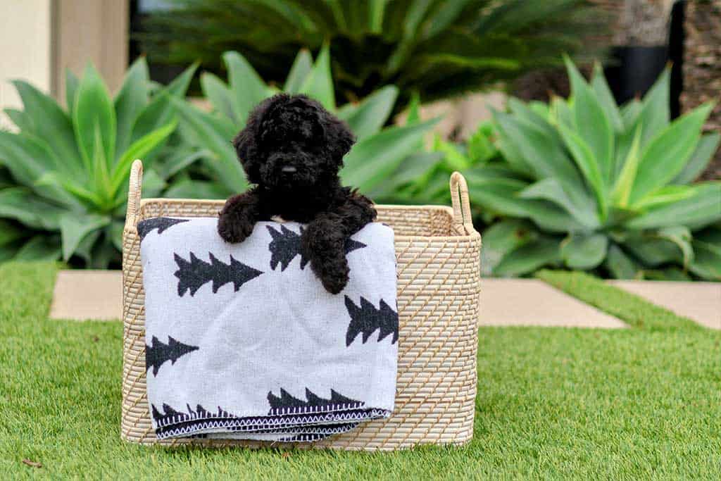 Type of Crate for Goldendoodle