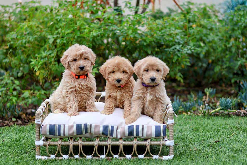 A dragon golden doodle Halloween costume