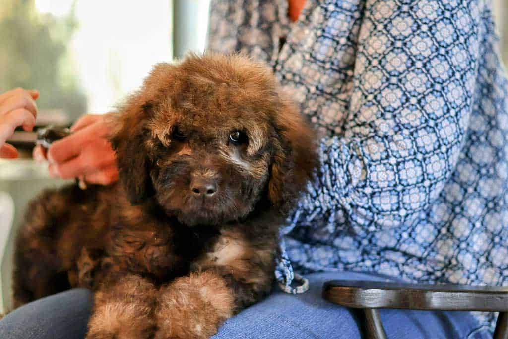 Are there any benefits to getting a goldendoodle halloween costume?