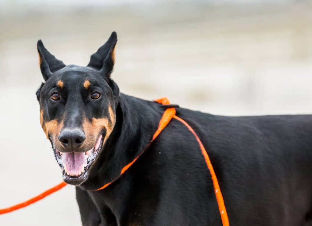 Harness Lead Dog Harness