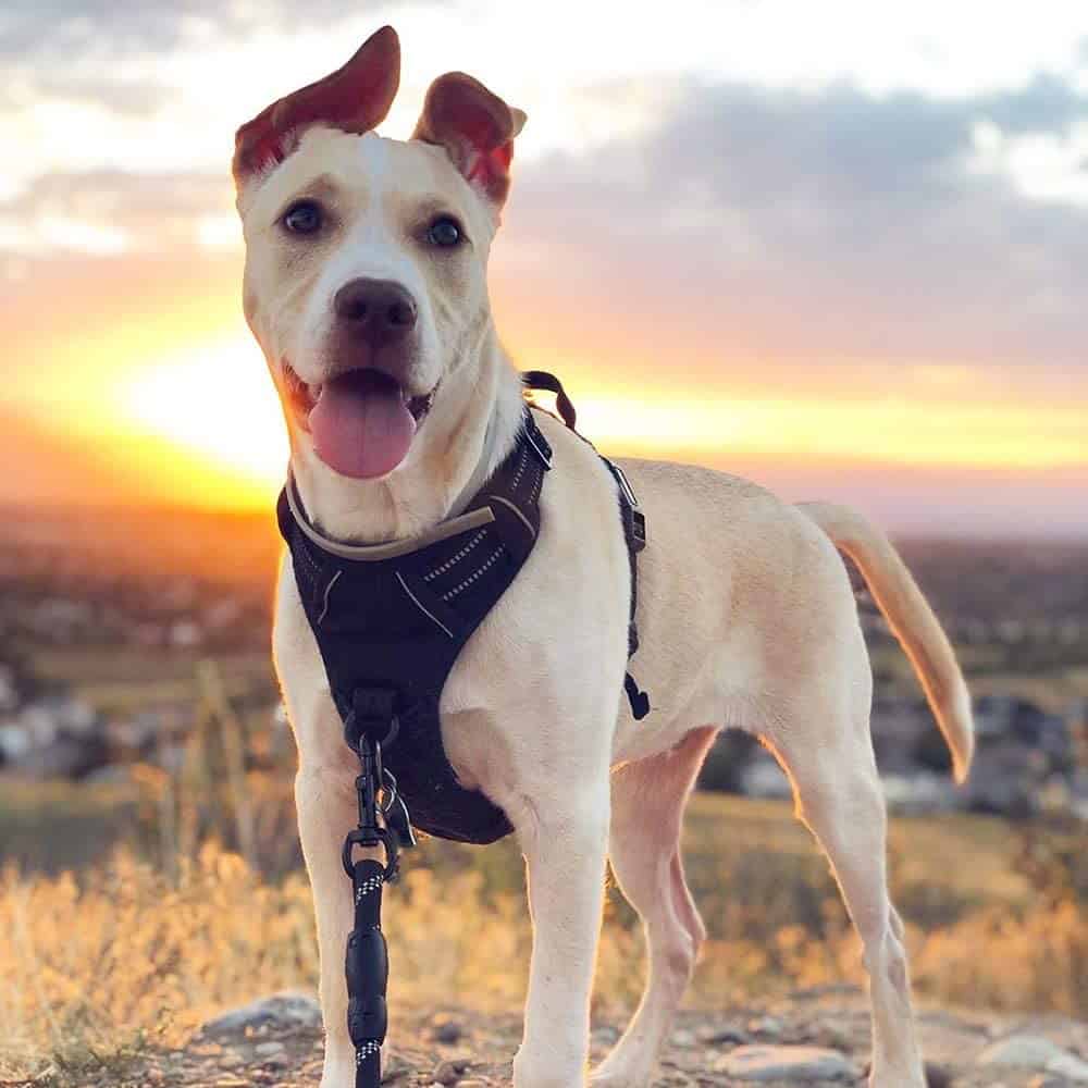 Rabbitgoo Dog Harness