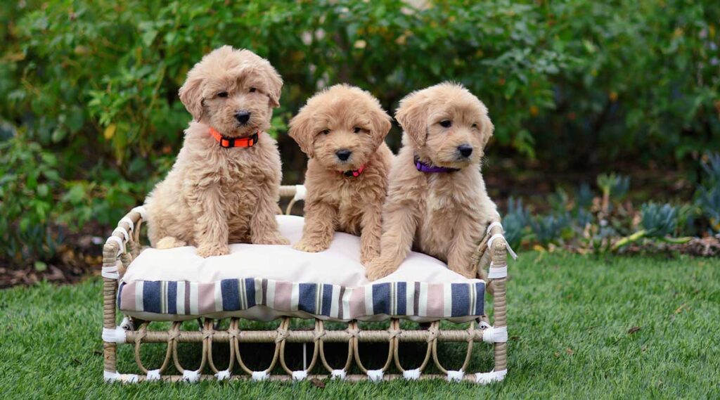 Things You Didn’t Know About an Apricot Goldendoodle