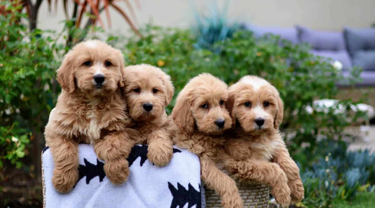 mini golden labradoodle full grown