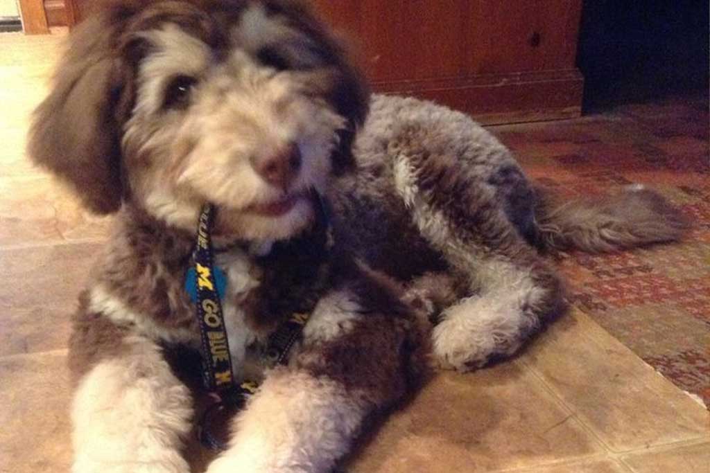 Mini Goldendoodle Husky mix