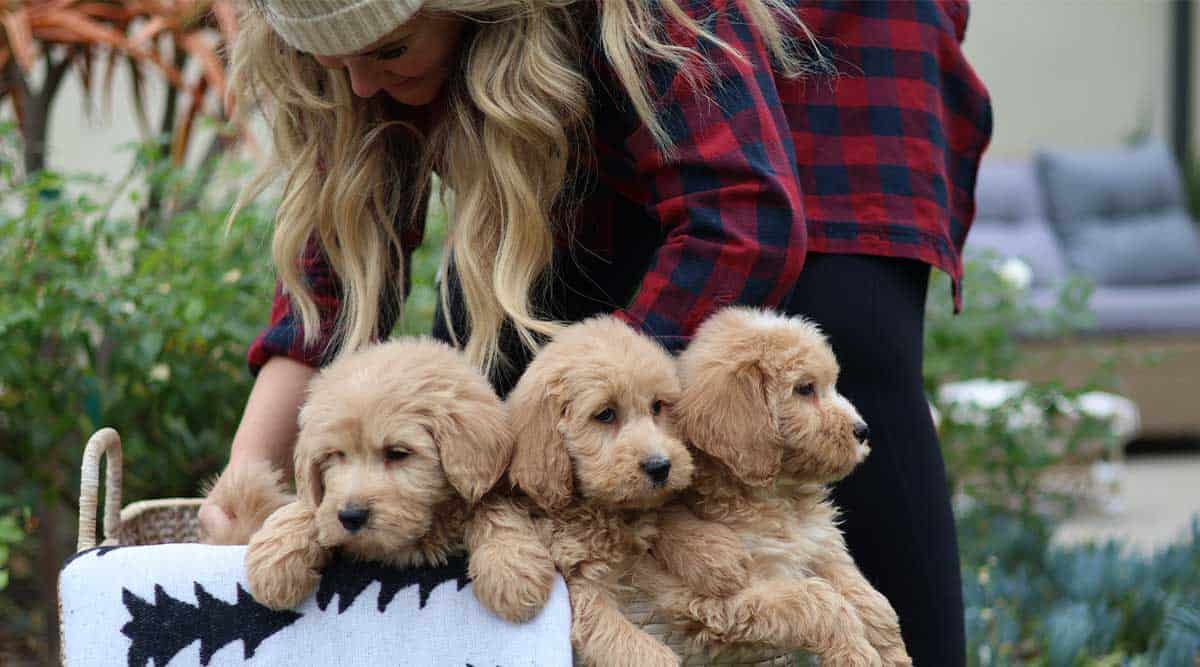 mini golden labradoodle full grown