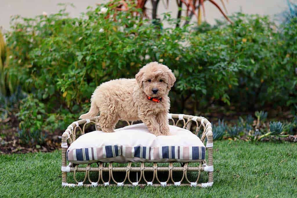 Top 5 Best Dog Toys For Goldendoodles - The Homespun Chics