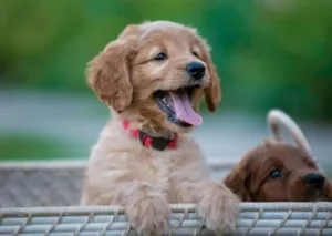 Goldendoodle Dogs