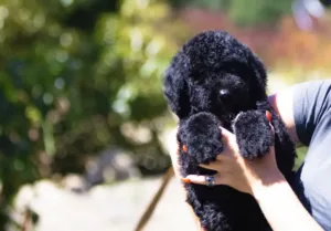 why are goldendoodles so hyper