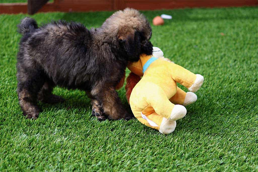 Golden Doodle Tested Toys - The Best Toys for Mini Goldendoodles