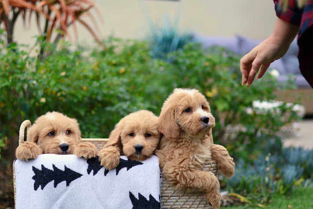 https://www.sandiego-goldendoodle.com/wp-content/uploads/2023/09/Kuranda-Dog-Bed.jpg