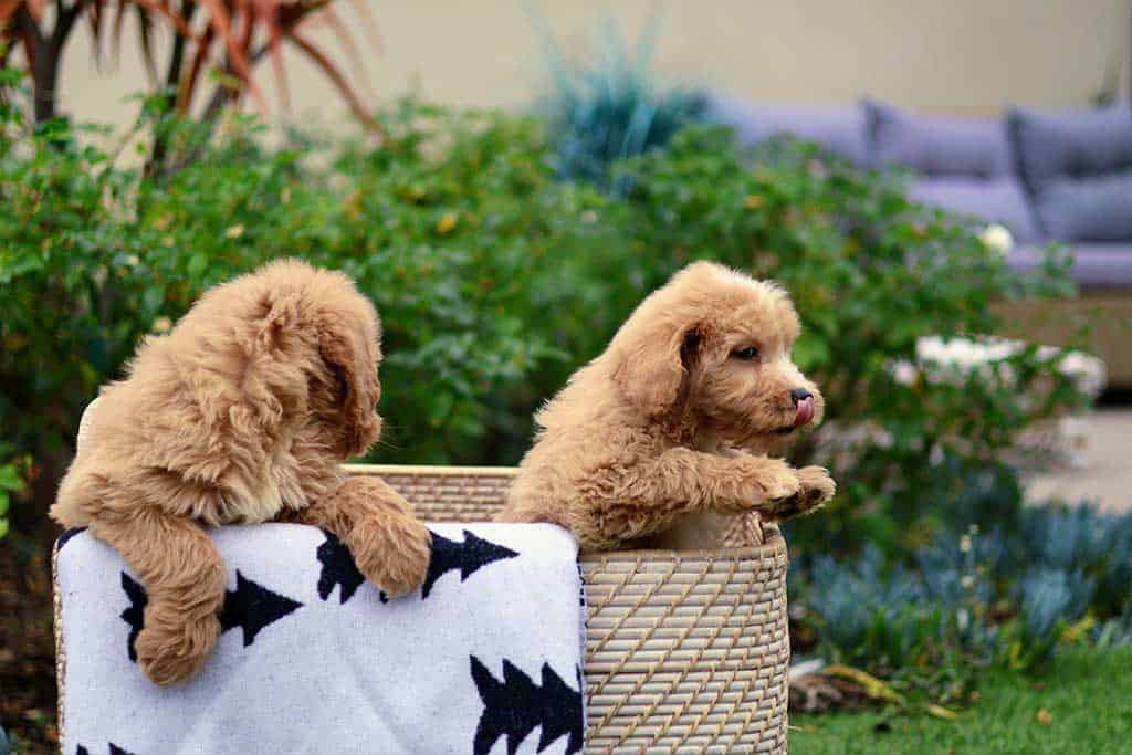 Dog Stress Bed - Helping Stressed Goldendoodle