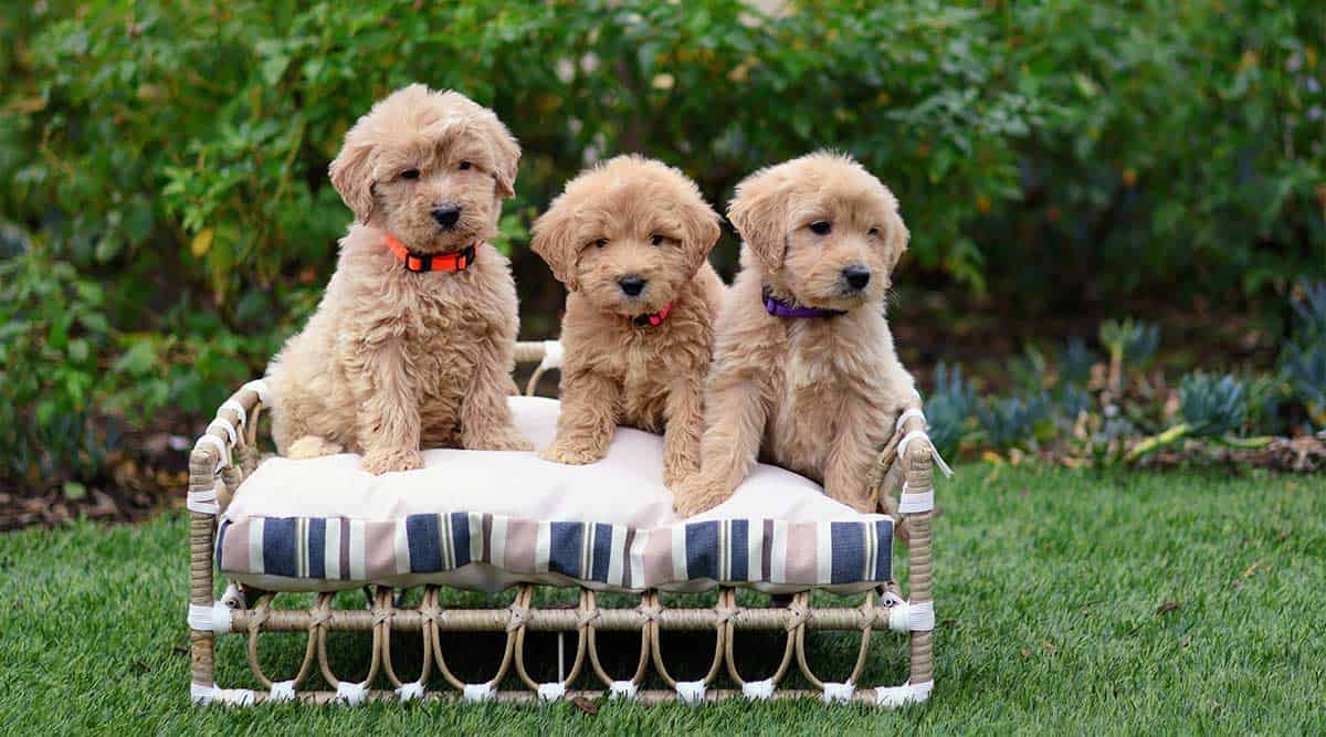 https://www.sandiego-goldendoodle.com/wp-content/uploads/2023/09/Top-15-Best-Dog-Beds-for-Goldendoodle.jpg