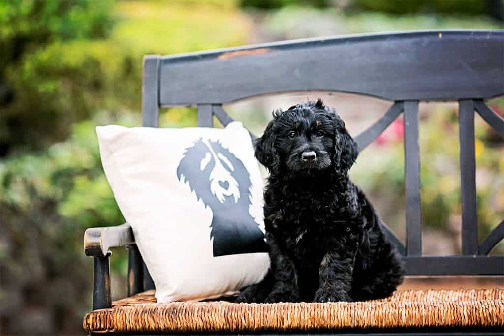 Importance of Feeding a High-Quality Diet to Increase Goldendoodle’s Life Span