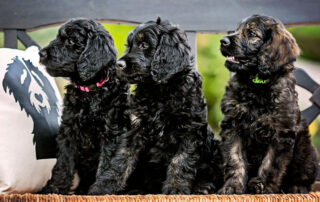 How Much Should a Mini Goldendoodle Eat