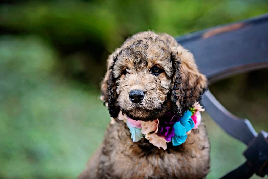Physical Activity and Brain Work is a Influencing Factor for Goldendoodles Lifespan