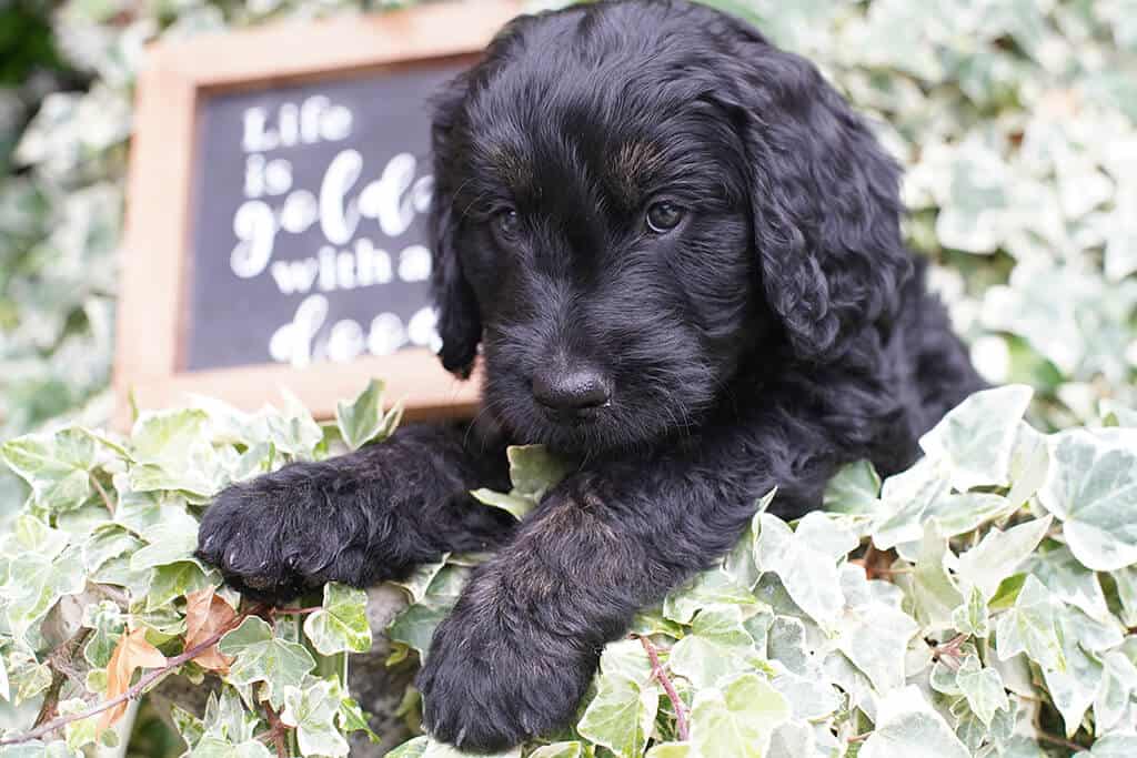 Standard vs Mini Goldendoodle
