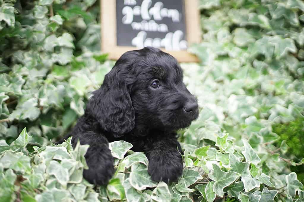 Black Mini Goldendoodle 