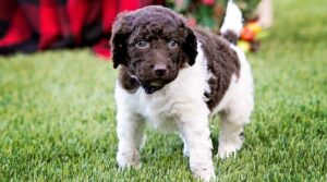 goldendoodle