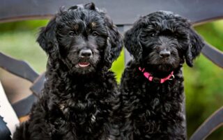 How often to bathe Goldendoodle