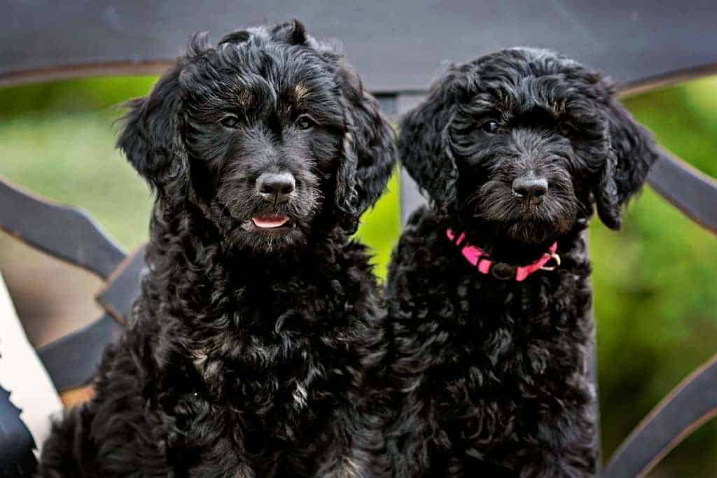 How often to bathe Goldendoodle