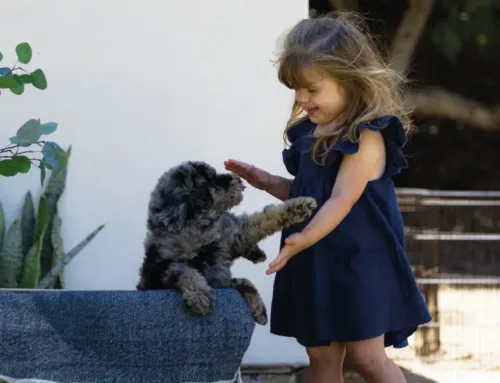 Are Goldendoodles Hyper? Understanding Their Energy & Behavior