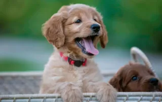Australian Goldendoodle