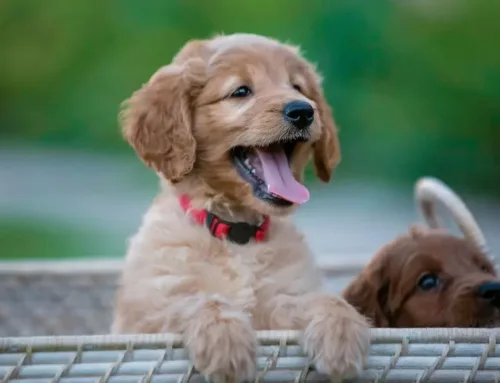 Australian Goldendoodle – Breed Info, Traits, and Care Guide
