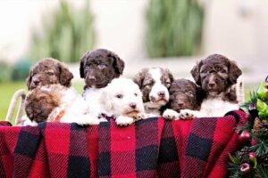 mini goldendoodle