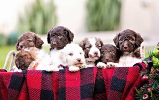 mini goldendoodle