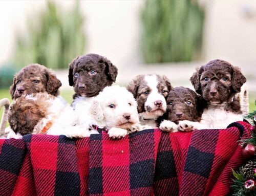 Goldendoodle vs Sheepadoodle: Which Hybrid Dog is Right for You?