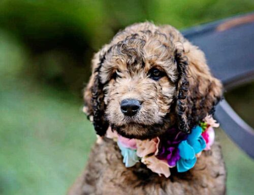 Sheepadoodle vs Goldendoodle – Key Differences in Temperament, Size & Care