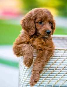goldendoodle