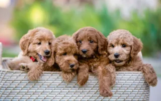 goldendoodle labradoodle mix