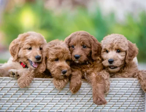 Goldendoodle Labradoodle Mix: The Perfect Hybrid Dog for Families