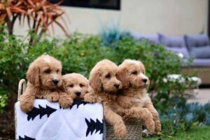 mini australian goldendoodle